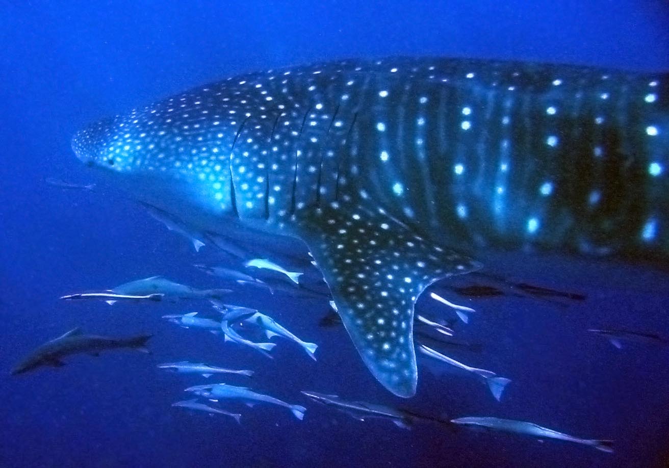 How to Swim with Whale Sharks at Ningaloo Reef: A Complete Season Guide