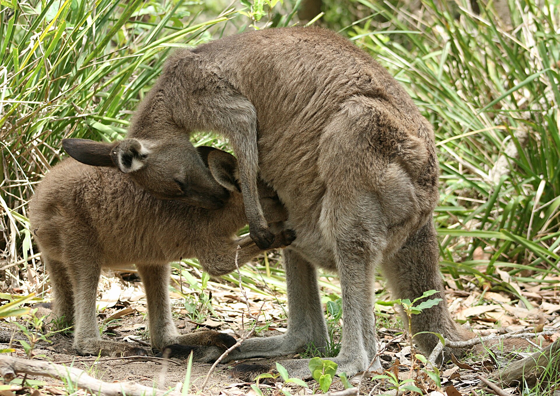 Wildlife Safety in Australia