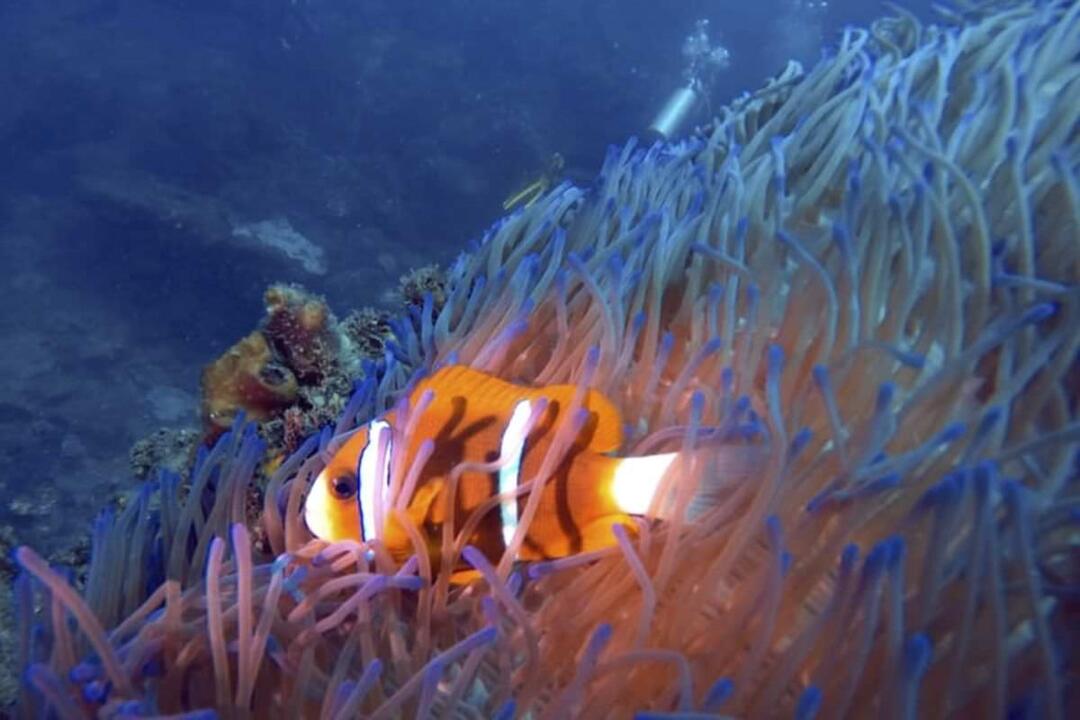 Snorkelling Adventure on the Sunshine Coast Mooloolaba QLD