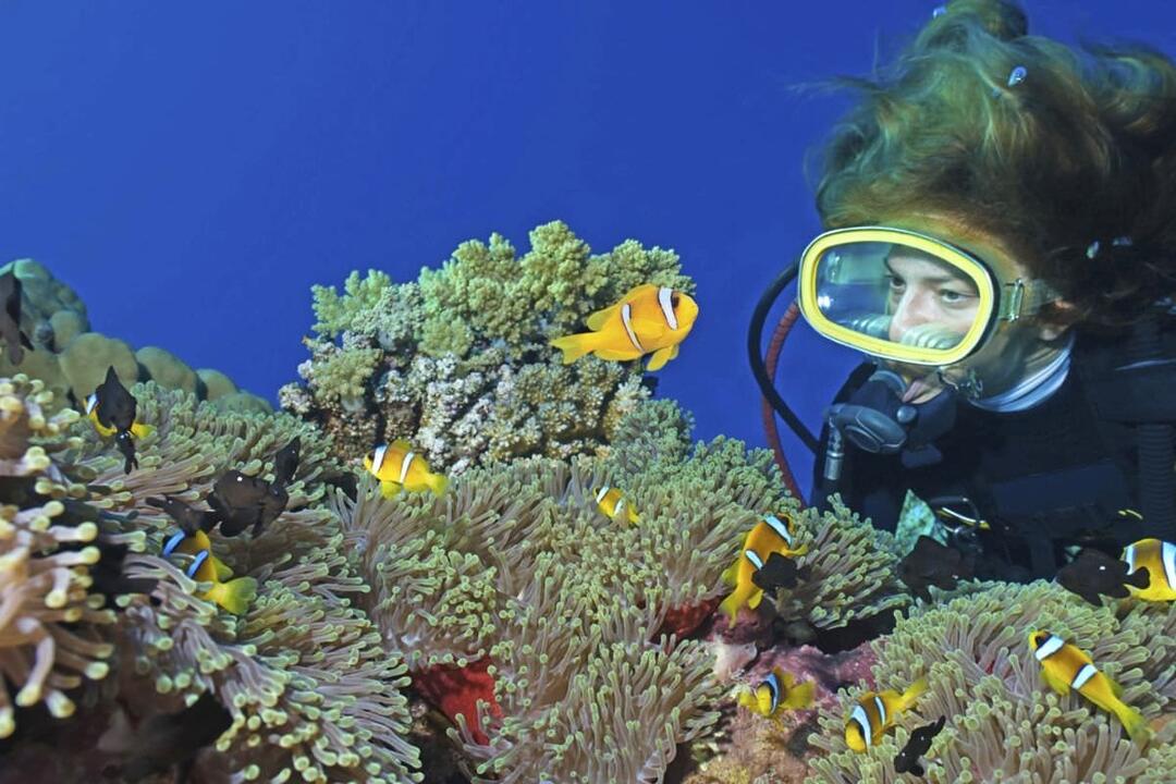 Introduction to Scuba Diving, Gold Coast Main Beach QLD