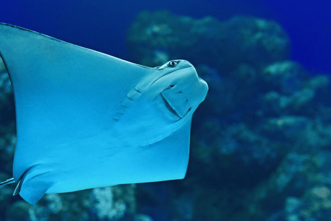 Marine Life Encounter at Cairns Cairns QLD
