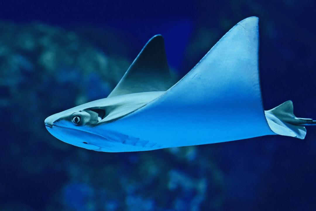 Marine Life Encounter at Cairns, Morning Gift Voucher - Cairns QLD