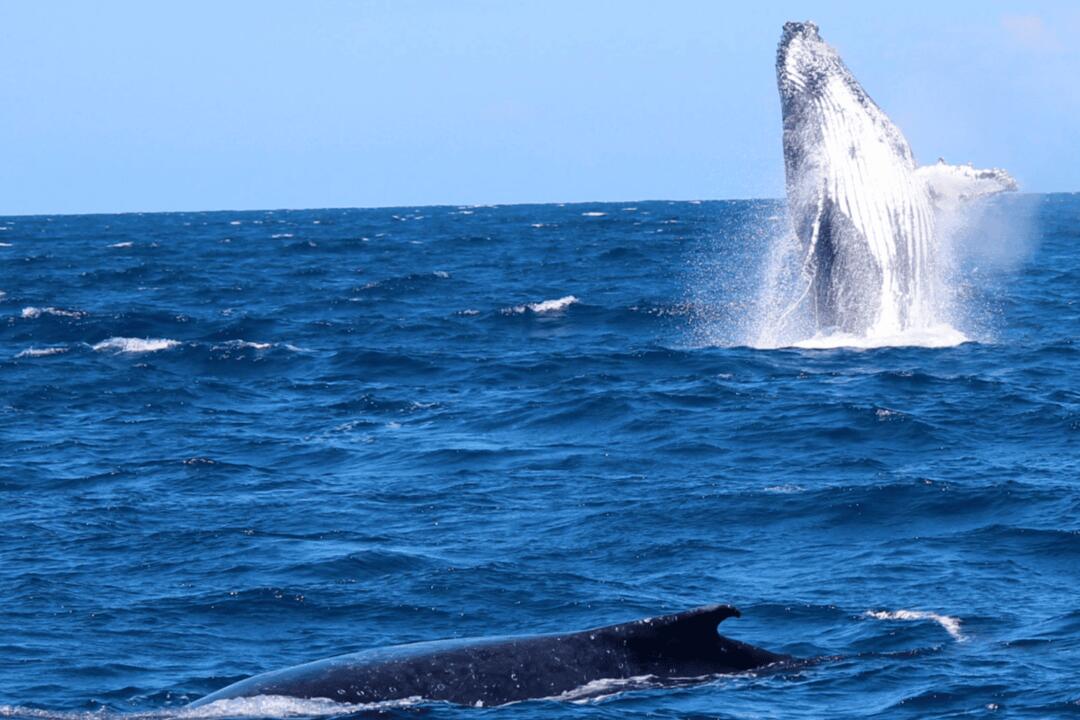 Whale Watching on the Sunshine Coast Gift Voucher - Mooloolaba ACT
