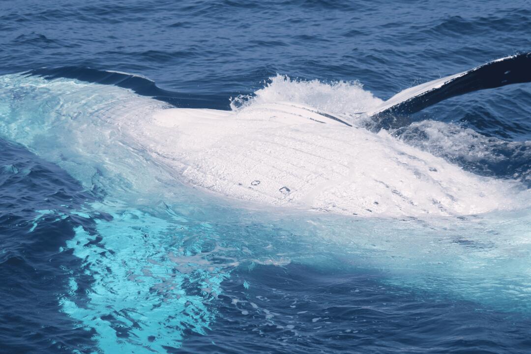 Whale Watching on the Sunshine Coast Gift Voucher - Mooloolaba QLD