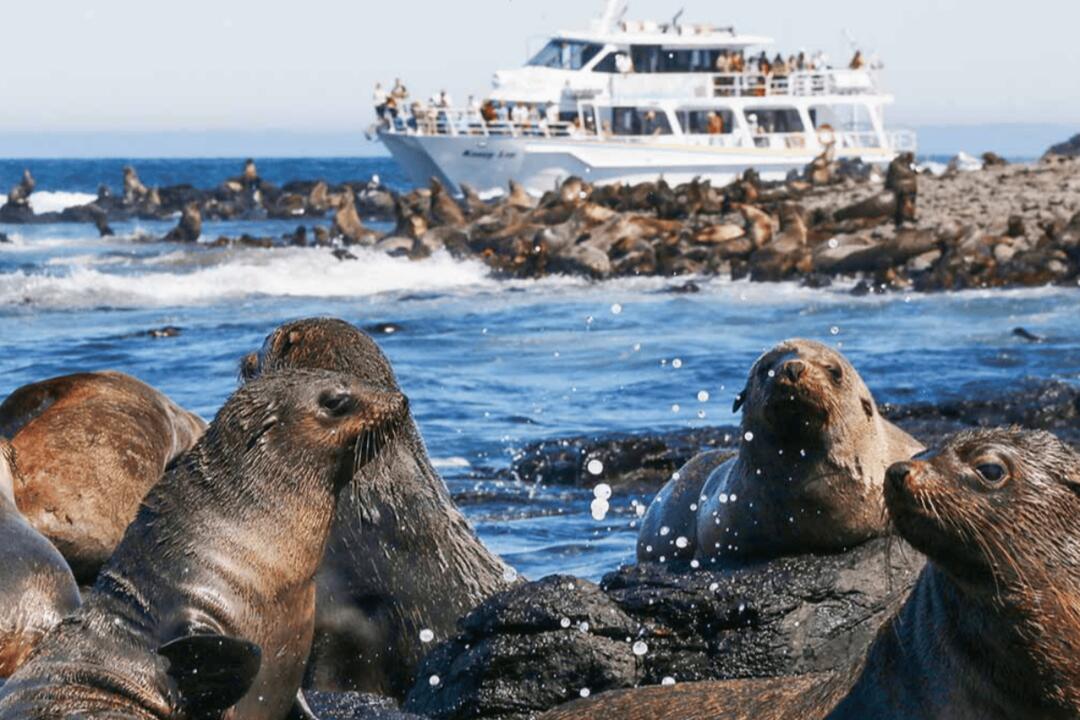 Phillip Island Seal Cruise Gift Voucher - Cowes VIC