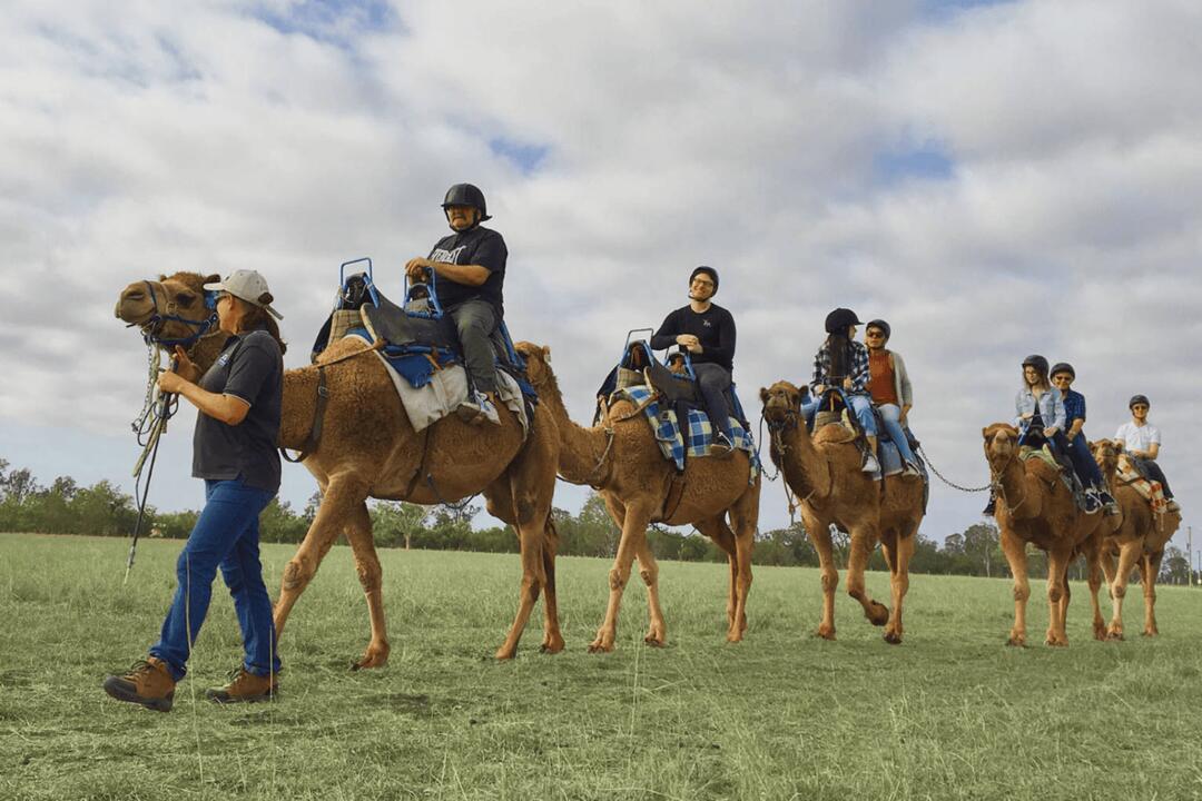 Sunrise Camel Ride Instant Booking - Harrisville QLD