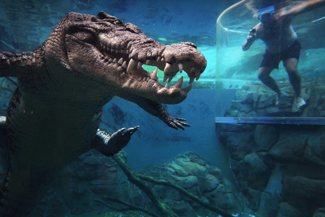 Crocodile Cage of Death Encounter Darwin NT