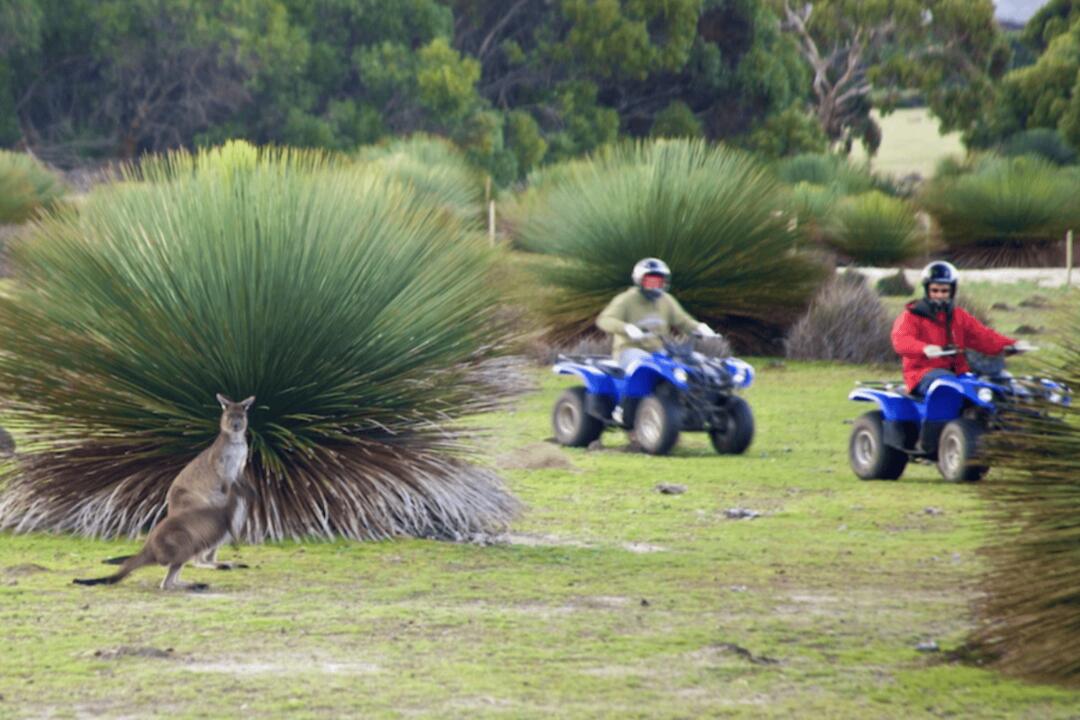 Sunset Quad Bike Kangaroo Safari Kangaroo Island SA
