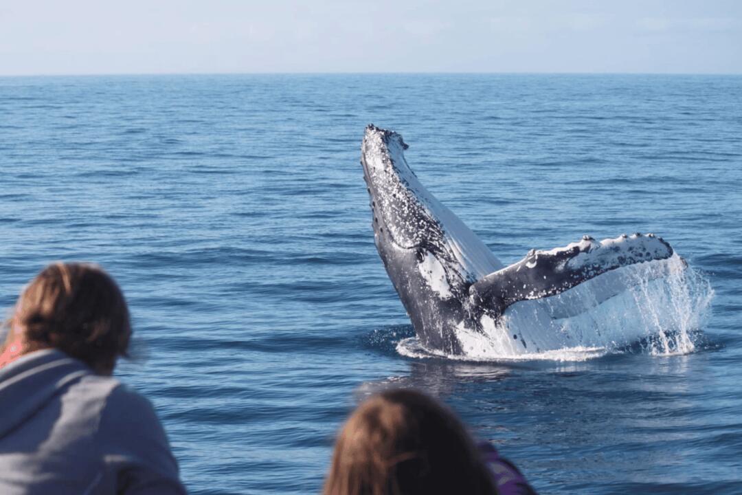 Whale Watch at Whale Heritage Site Instant Booking - Hervey Bay QLD