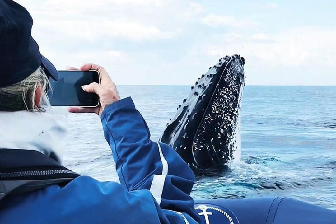 Byron Bay Whale Watching Tour Ballina NSW