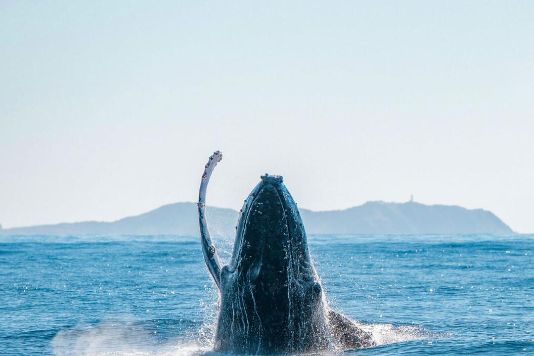 Byron Bay Whale Watching Tour Ballina NSW