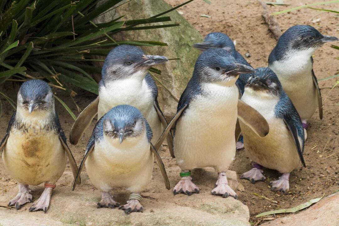 Puffing Billy And Penguin Parade Tour Summerlands VIC