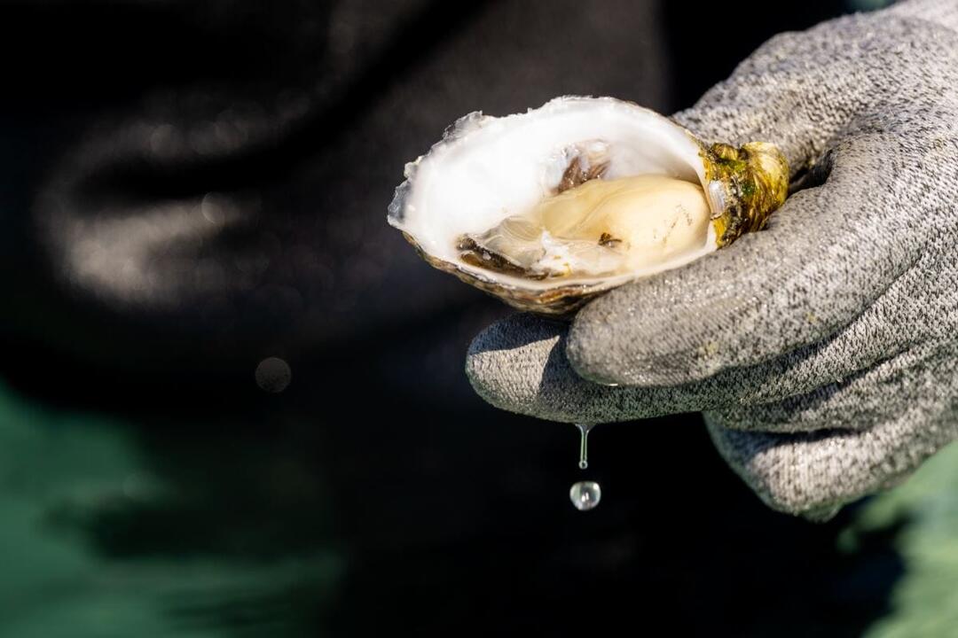 Coffin Bay Oyster Farm Tour - Gift Voucher or Instant Booking - Coffin Bay SA