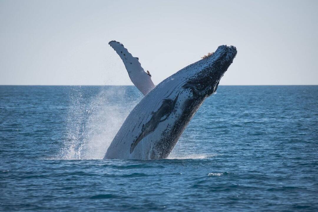 Whale Watching Adventure, Afternoon Sail - Gift Voucher or Instant Booking - Hervey Bay QLD