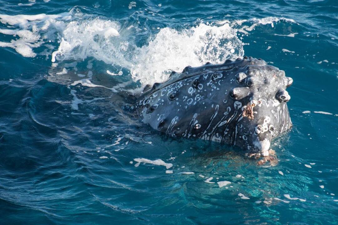 Morning Whale Watch Cruise - Gift Voucher or Instant Booking - Hervey Bay QLD
