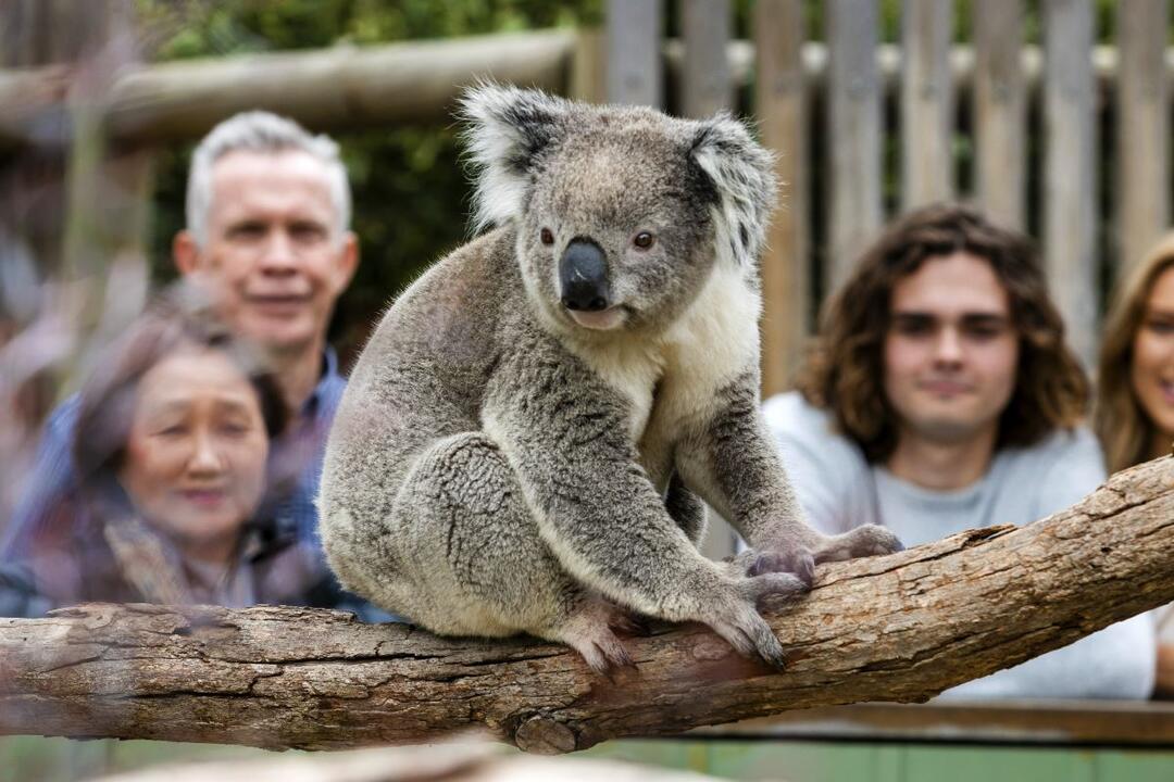 Two Bays Scenic and Wildlife Bus Tour - Gift Voucher or Instant Booking - Melbourne VIC
