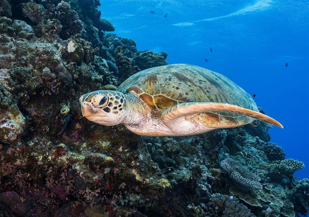 Introductory Dive, Port Douglas Instant Booking - Port Douglas QLD
