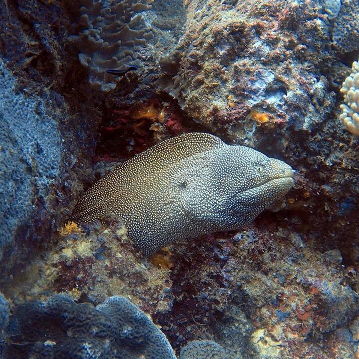 Dive Sunshine Coast Reefs - Gift Voucher or Instant Booking - Mooloolaba QLD
