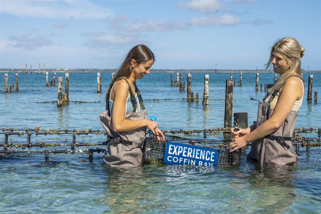 Coffin Bay Oyster Adventure Gift Voucher - Coffin Bay SA
