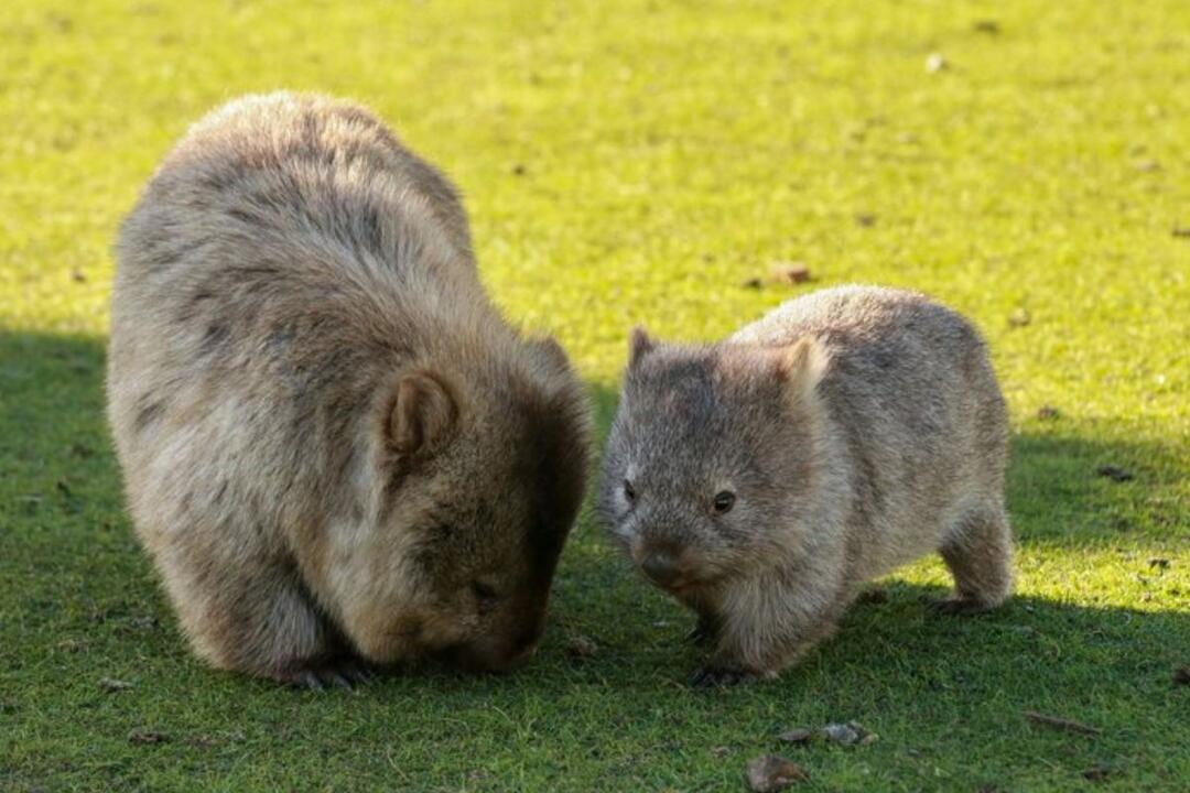 Maria Island National Park Adventure - Gift Voucher or Instant Booking - Canberra ACT
