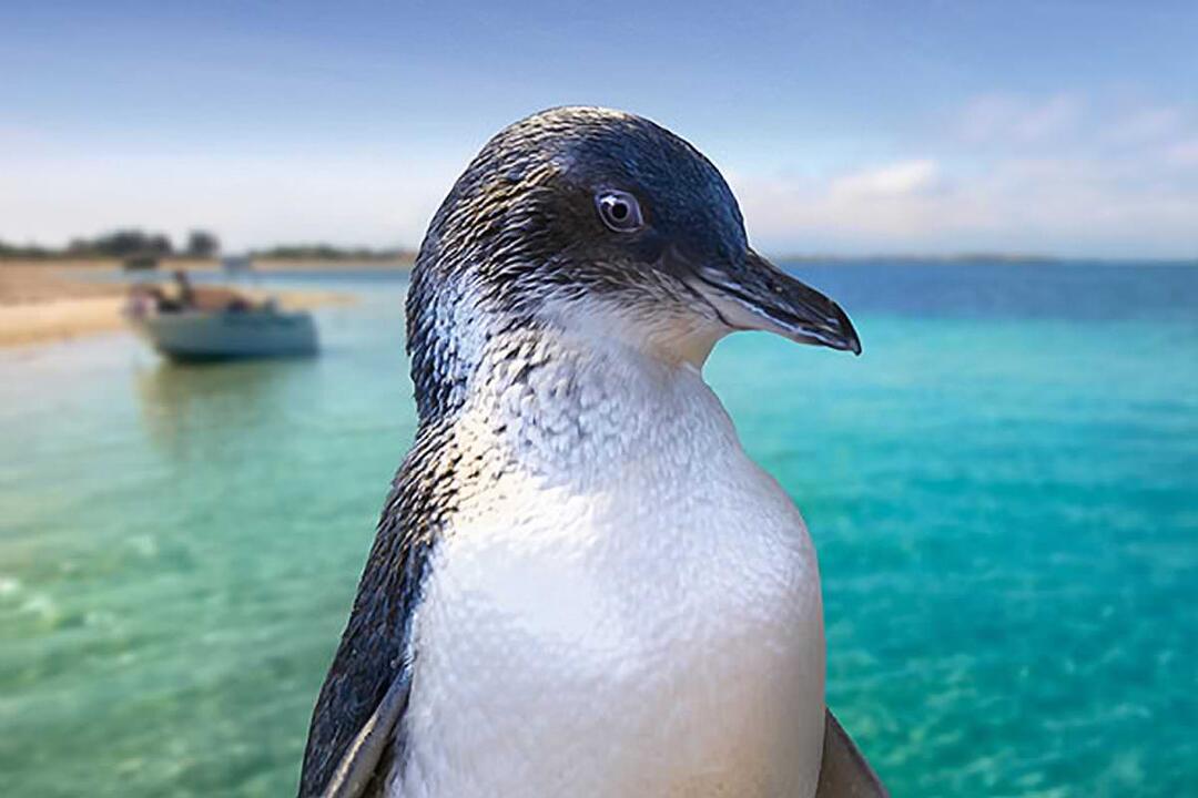 Dolphin, Penguin and Sea Lion Cruise Rockingham WA