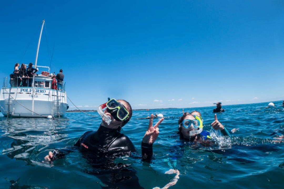 Swim with the Dolphins in Sorrento Sorrento VIC