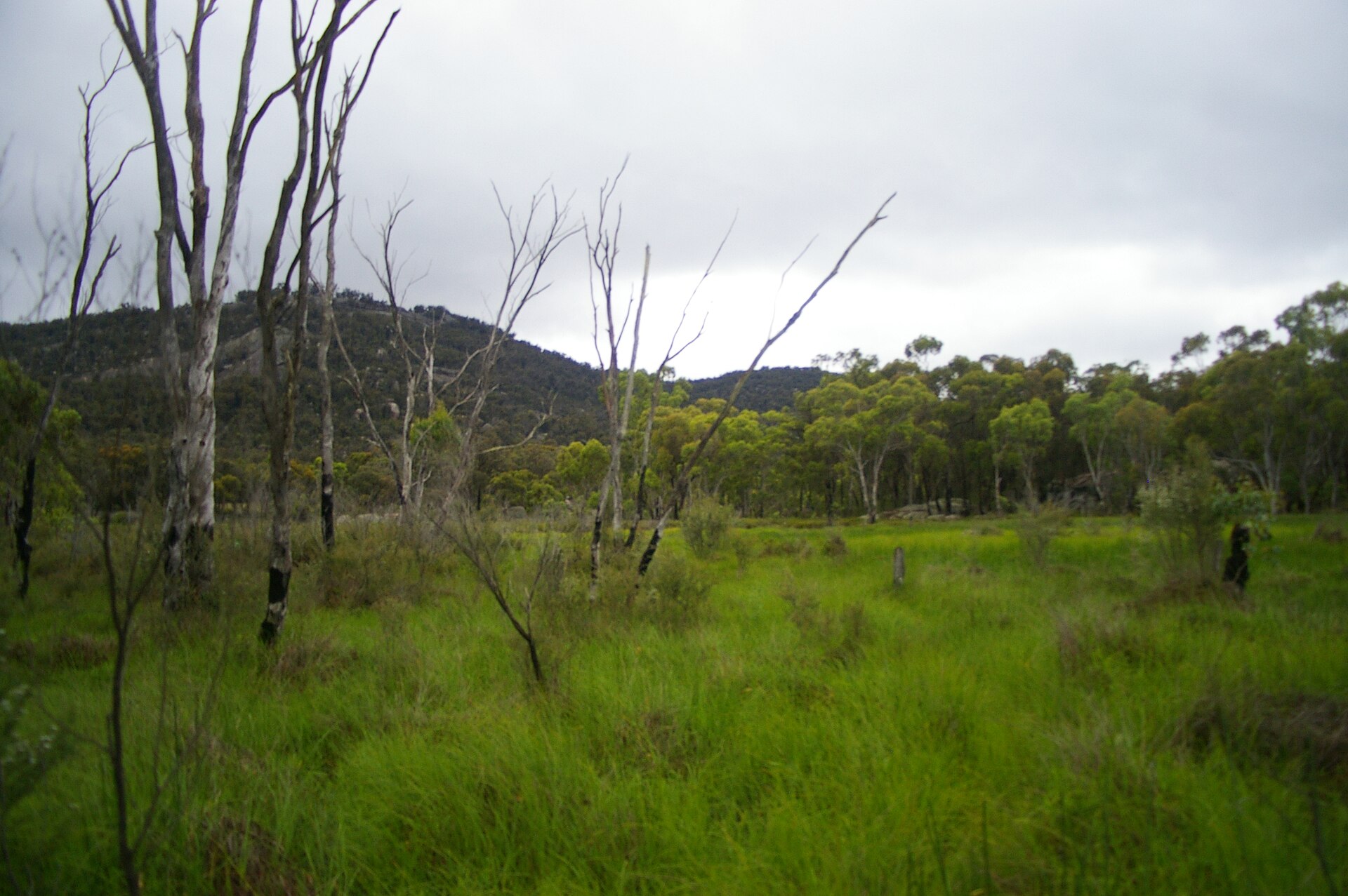 Girraween National Park is an area of the Granite Belt in the Darling Downs region of Queensland, Australia reserved as a national park. Girraween is known for its spectacular flowers, dramatic landscapes and unique wildlife. The park is situated 40 km south of Stanthorpe. The southern boundary of the park is the state border between Queensland and New South Wales. It is a twin park with Bald Rock National Park, which lies across the border in New South Wales, and features Bald Rock, the second-largest monolith (after Uluru) on the continent. Curiously, South Bald Rock and West Bald Rock lie in Girraween National Park in Queensland, not in Bald Rock National Park in New South Wales. It features granite landscapes, balancing boulders, clear streams, wetlands, cascades and open forest. The granite outcroppings, such as the Pyramids and Castle Rock at 1112 m, dominate the local scenery. The park contains many kilometres of graded walking trails to the park's major features like the First Pyramid, Second Pyramid, The Sphinx, Turtle Rock, Underground Creek, the Eye of the Needle and Mount Norman - the highest point in the park at 1267 metres. Fire trails can be followed when venturing into the southern and eastern sections of the park. The park has a temperate climate. During winter snow can fall in the area.