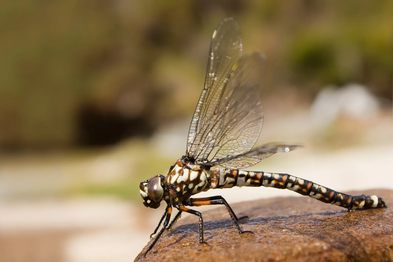 Lesser Tasmanian Darner (Austroaeschna hardyi), female, on the Edge of Lake Will, Cradle Mountain - Lake St Clair National Park, Tasmania Australia