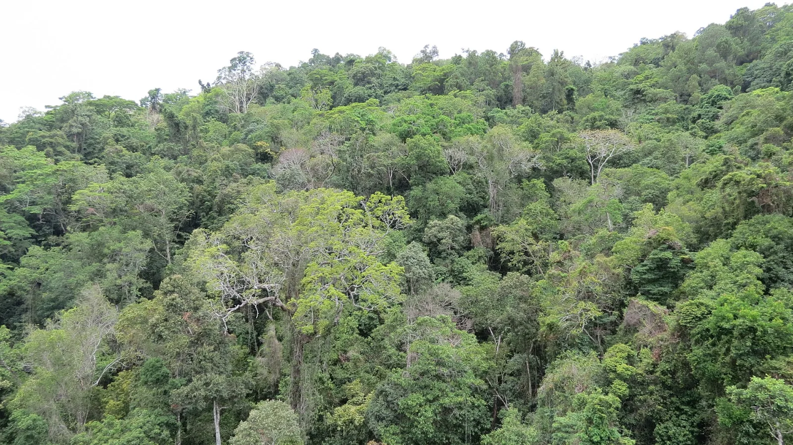 Daintree Rainforest, Queensland, Australia