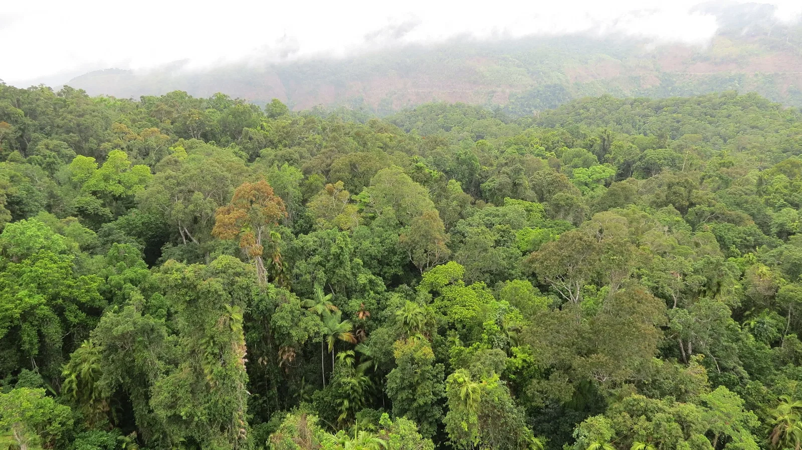 Daintree Rainforest, Queensland, Australia