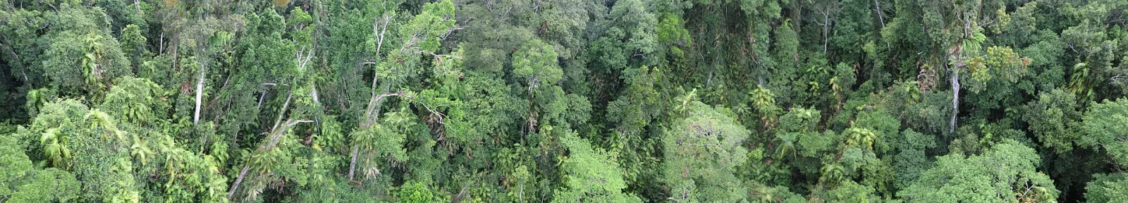 Daintree Rainforest, Queensland, Australia