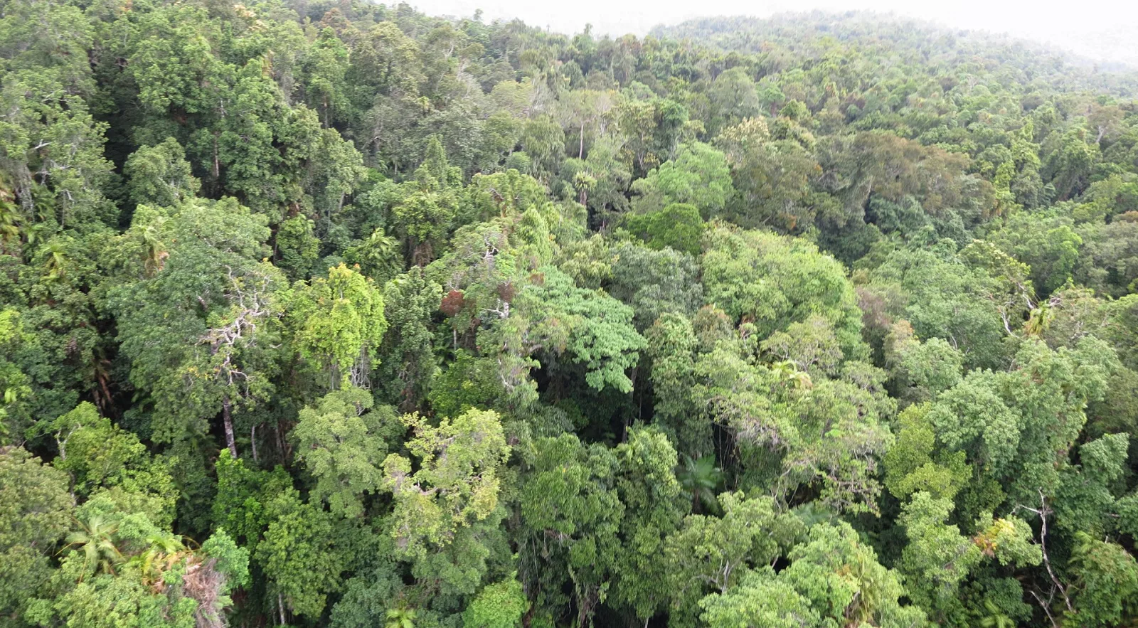 Daintree Rainforest, Queensland, Australia