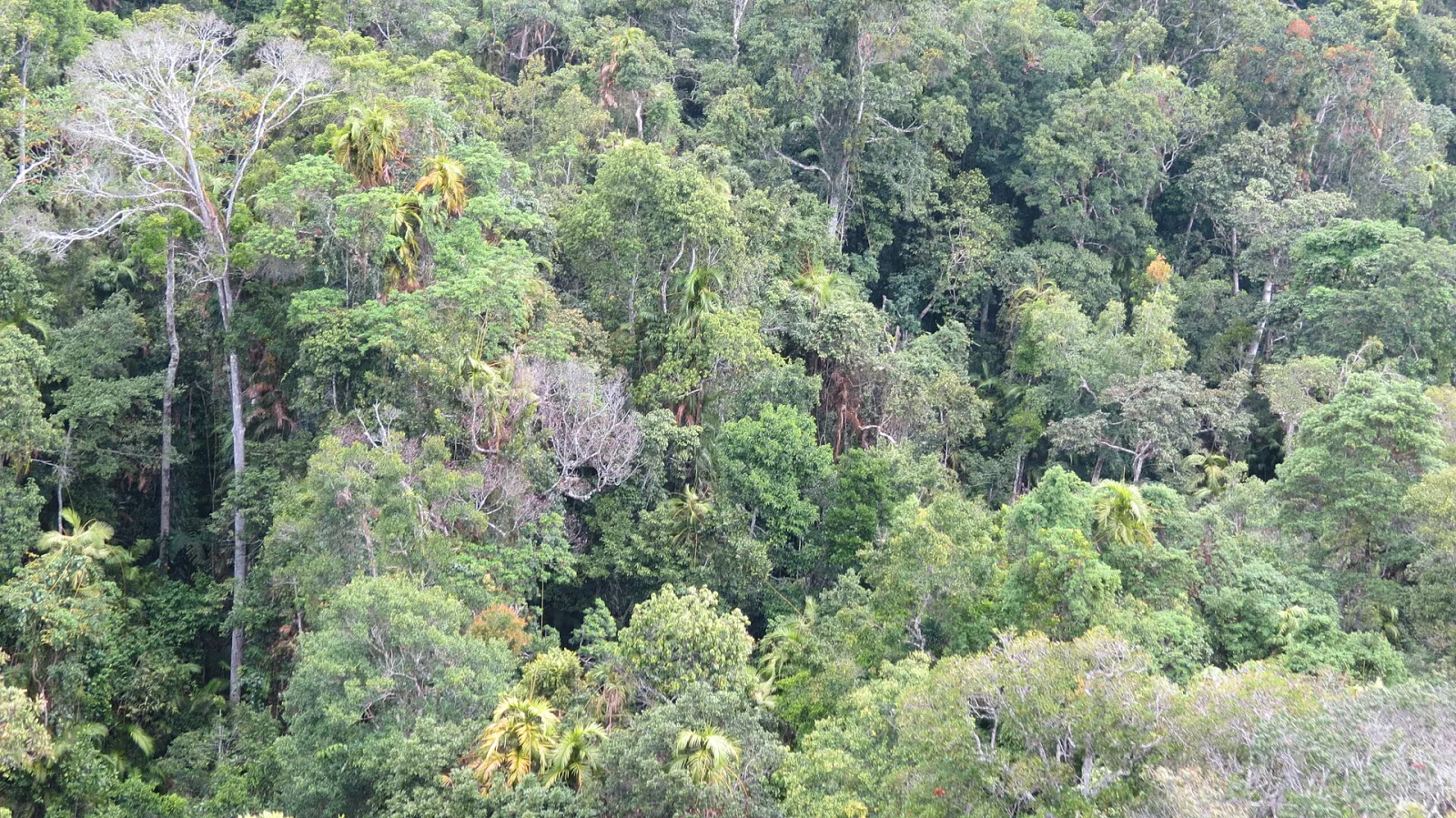Daintree Rainforest, Queensland, Australia