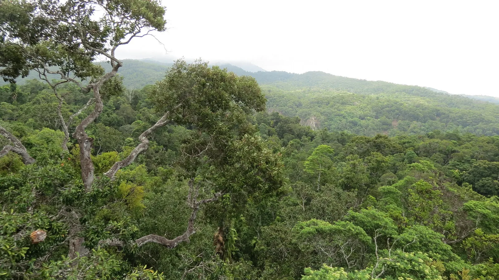 Daintree Rainforest, Queensland, Australia