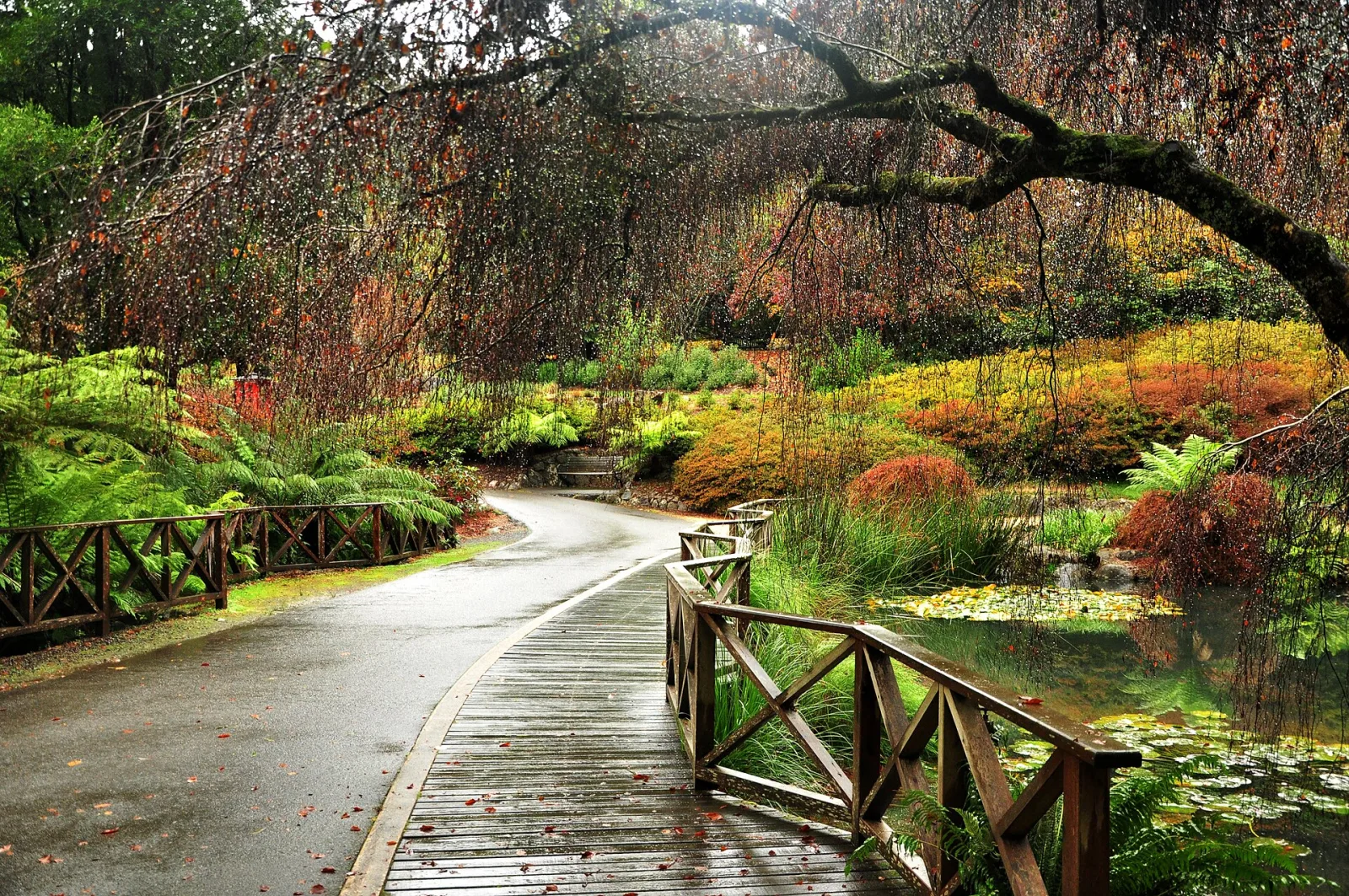 The Dandenong Ranges