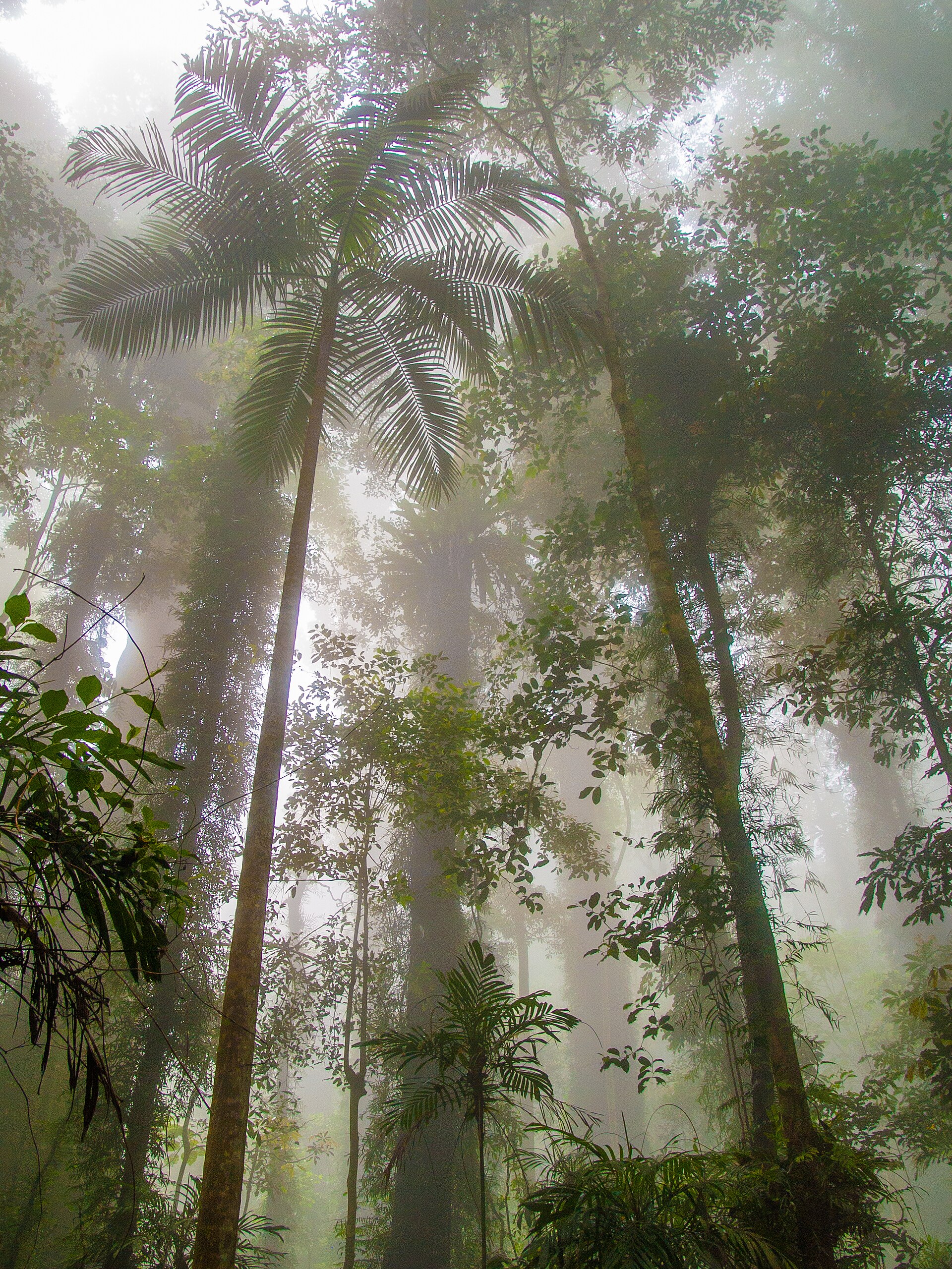 Chasing Waterfalls Through Ancient Forest