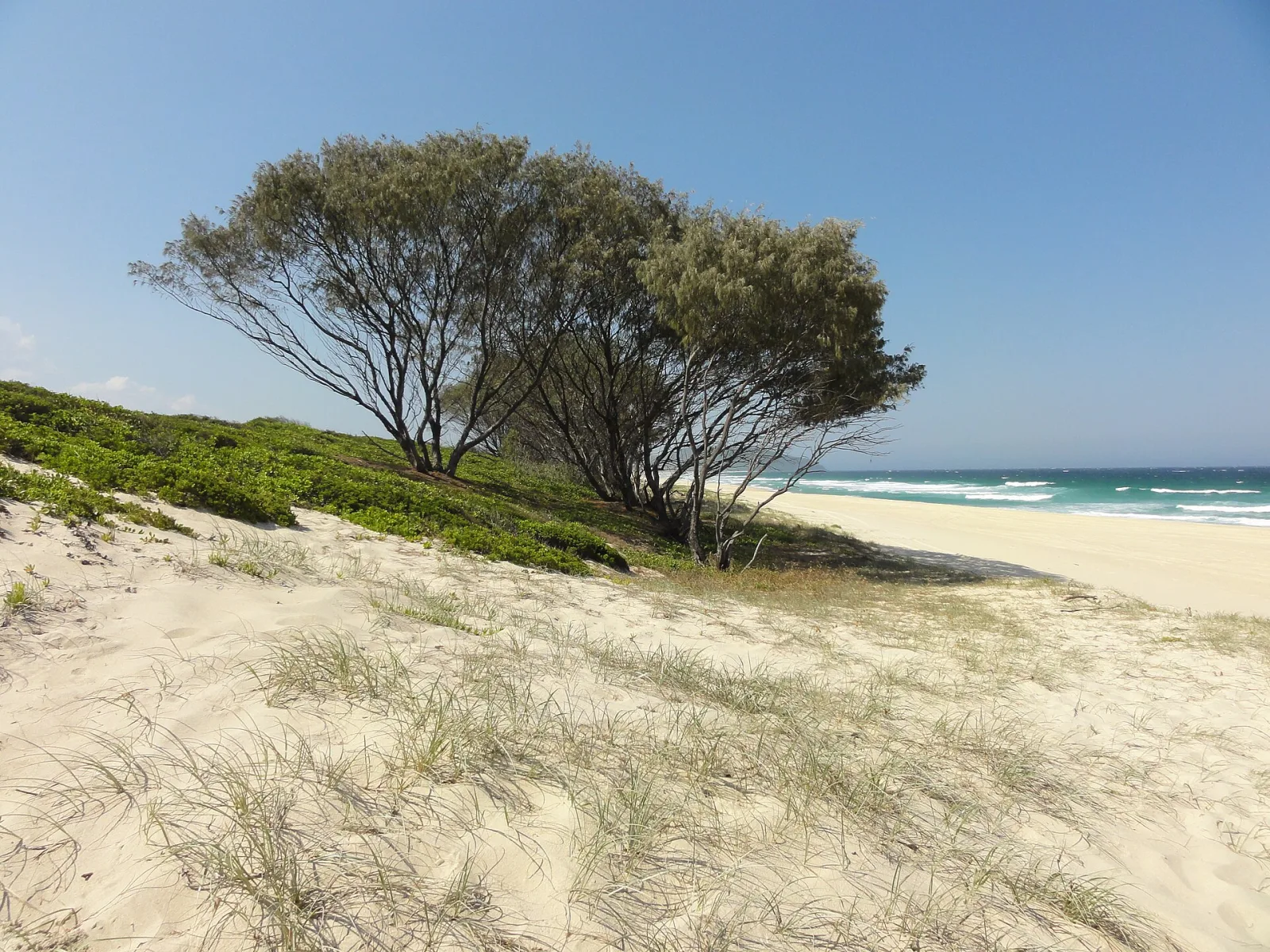 Forster