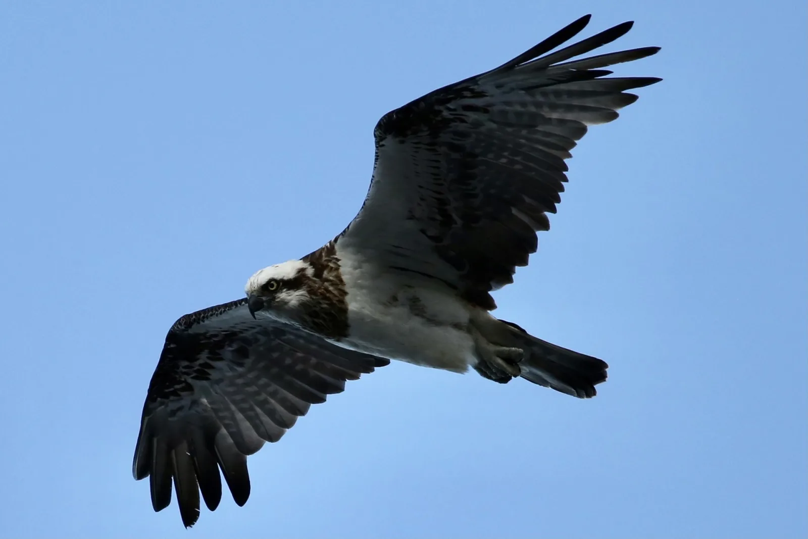 Eastern Osprey soaring over Jervis Bay