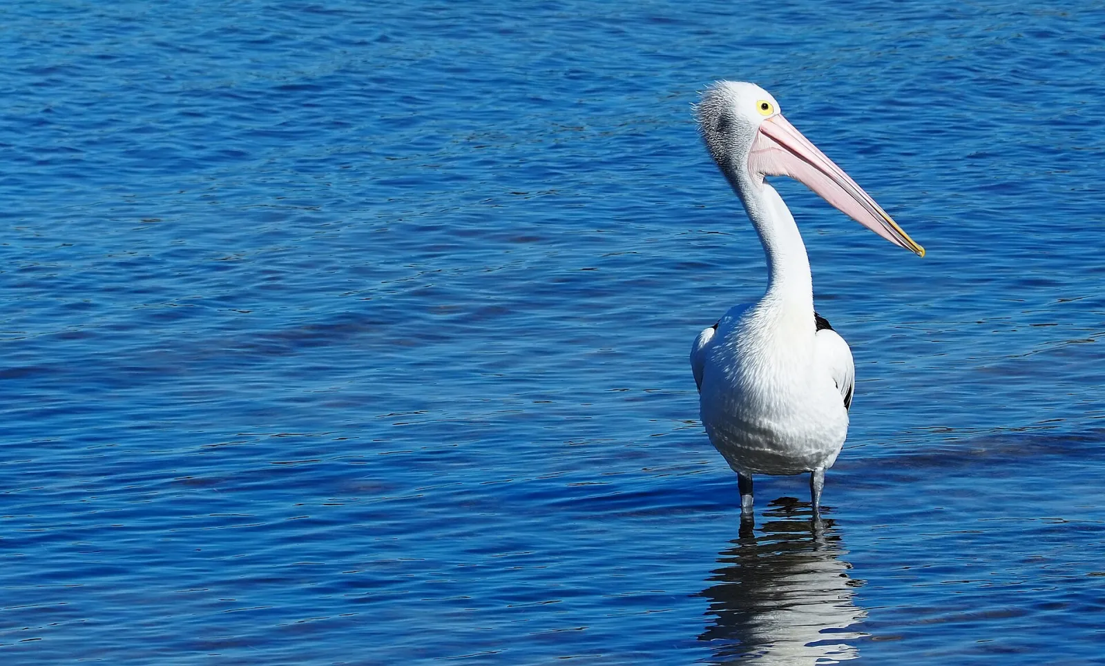 Australian pelican at Emu bay, kangaroo island South Australia