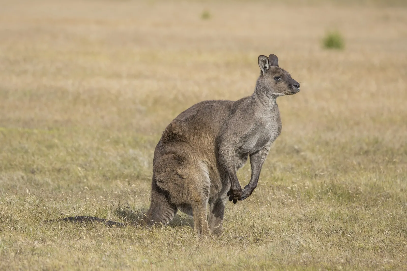 Kangaroo Island Western grey kangaroo (Macropus fuliginosus fuliginosus) male, Hanson Bay, Kangaroo Island, SA, Australia