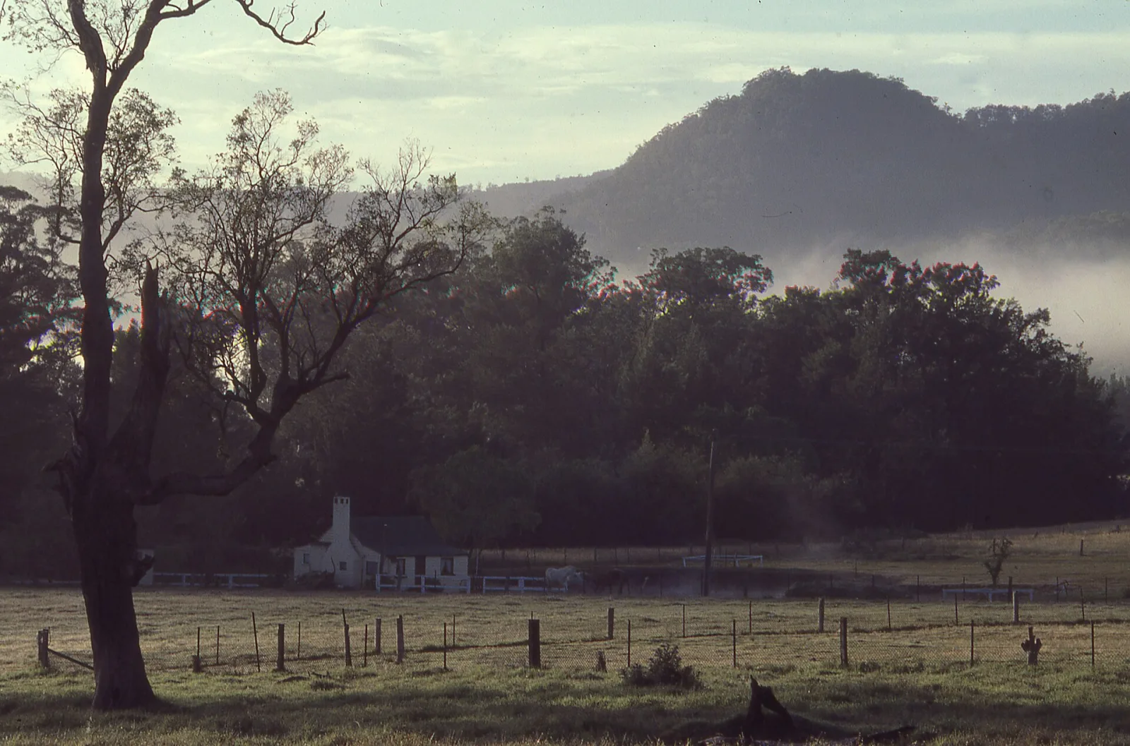 Early morning, Kangaroo Valley, NSW, Australia (Kodachrome slide scanned at 6400, originally shot 1988)