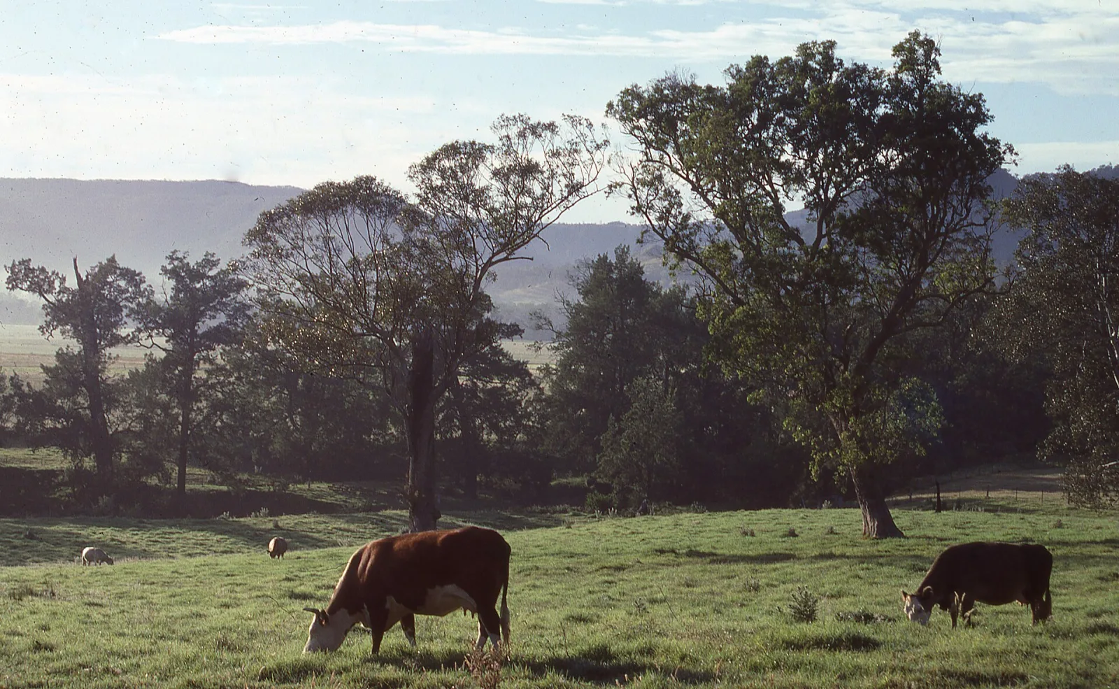 Early morning, Kangaroo Valley, NSW, Australia (Kodachrome slide scanned at 6400, originally shot 1988)