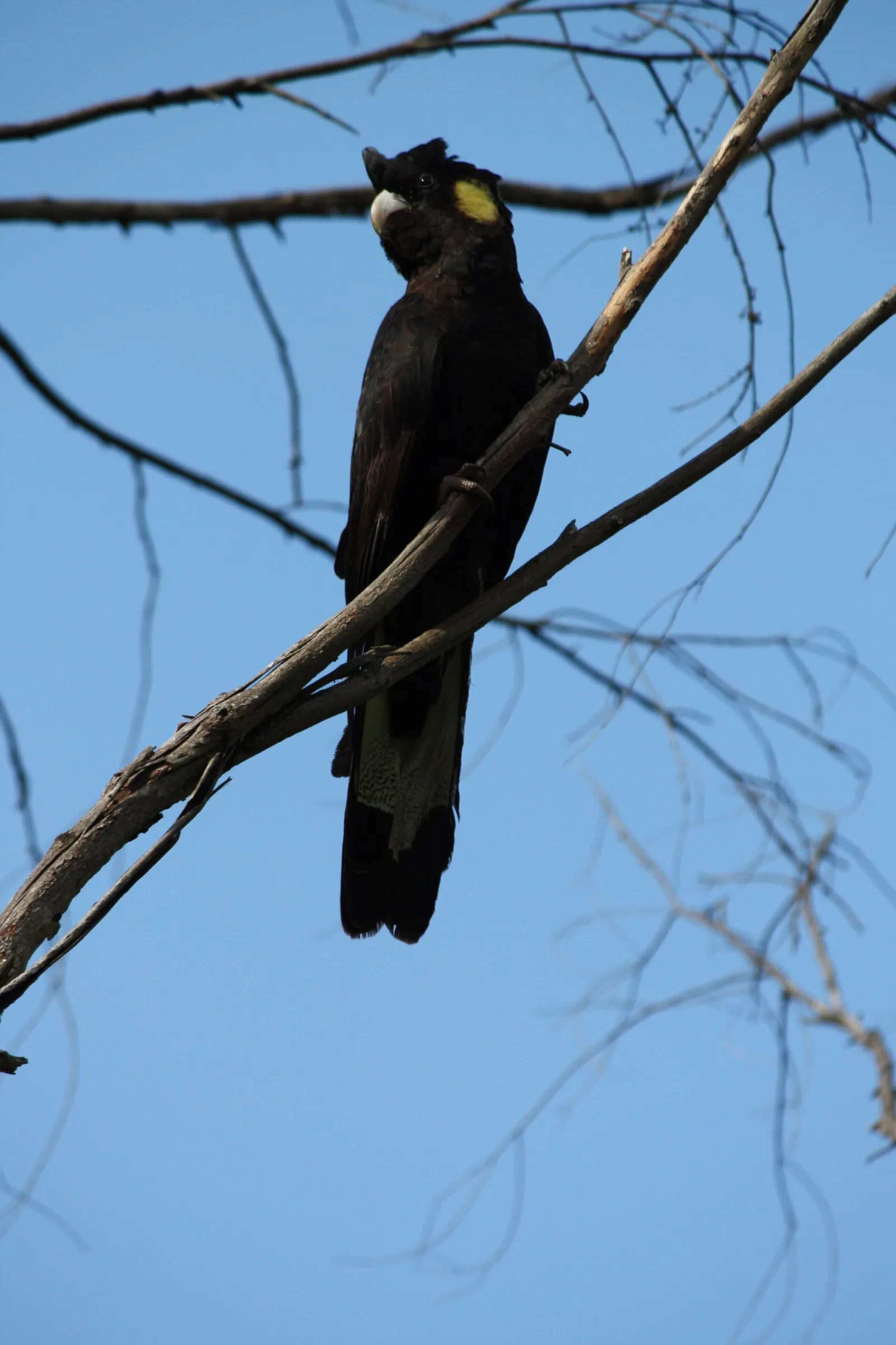 Female yellow-tailed black cockatoo in Kangaroo Valley, New South Wales, Australia.