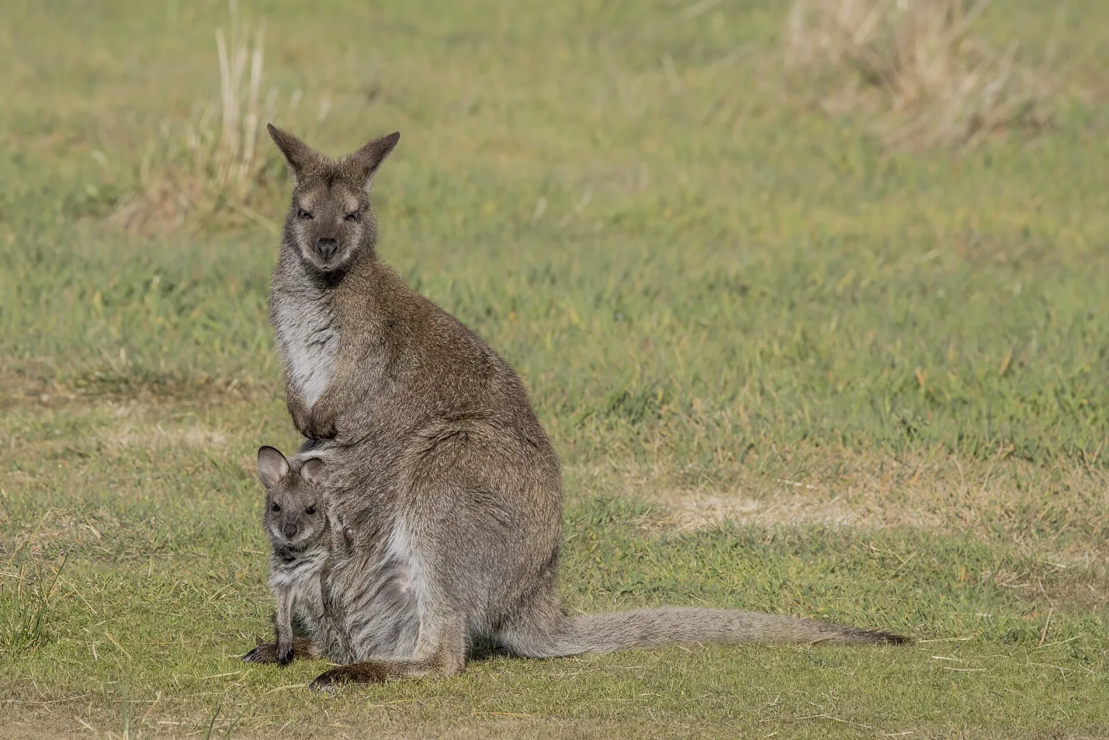 Forester kangaroo (Macropus giganteus tasmaniensis),female with joey, Upper Esk Valley, Dorset, TAS, Australia
