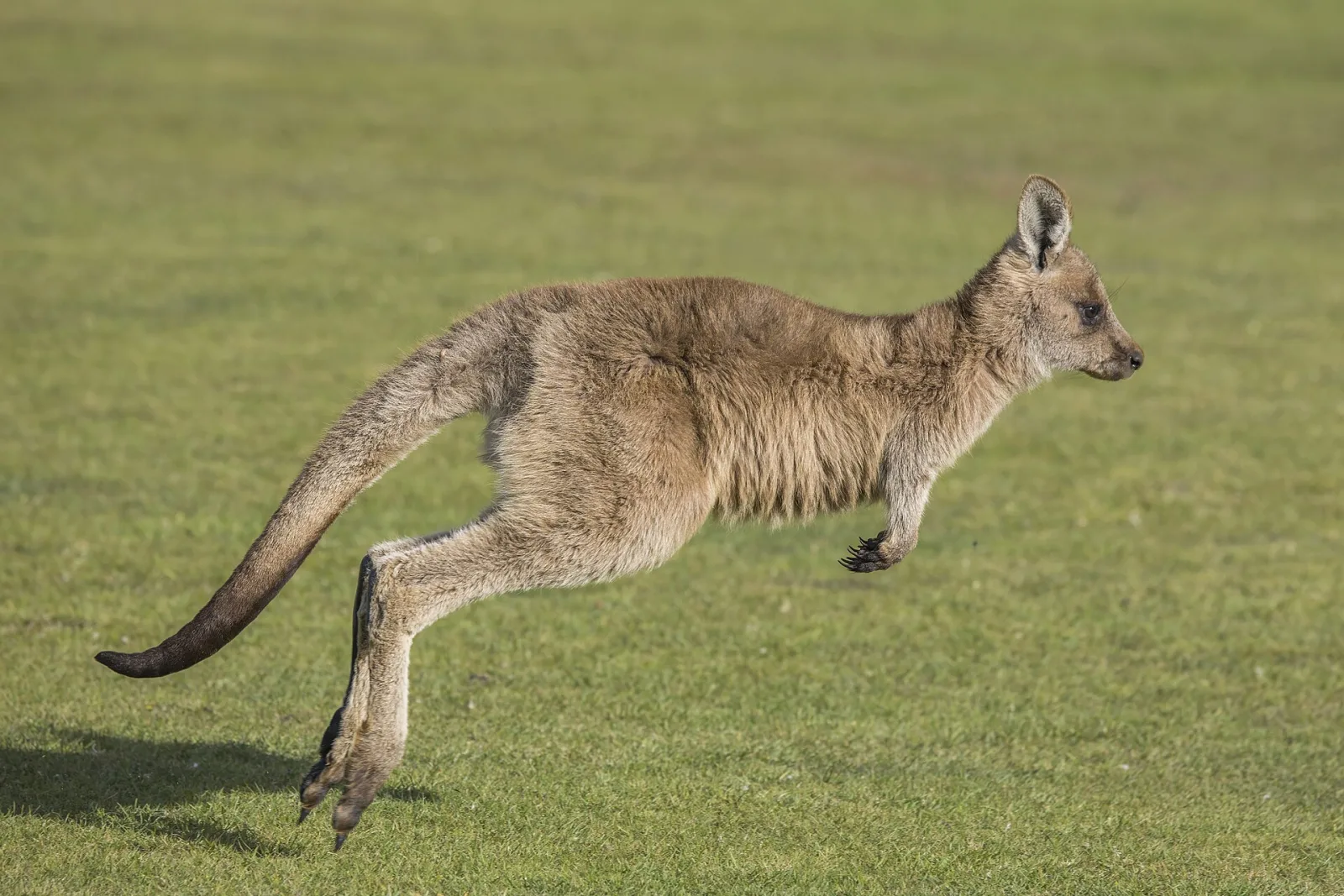 Forester kangaroo (Macropus giganteus tasmaniensis) juvenile, Upper Esk Valley, Dorset, TAS, Australia