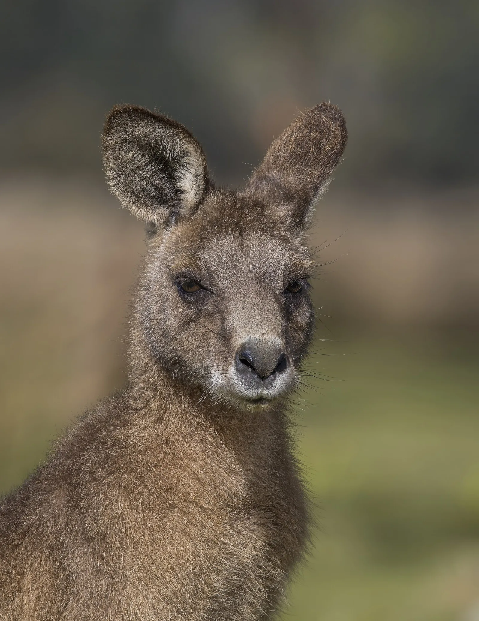 Forester kangaroo (Macropus giganteus tasmaniensis), Upper Esk Valley, Dorset, TAS, Australia