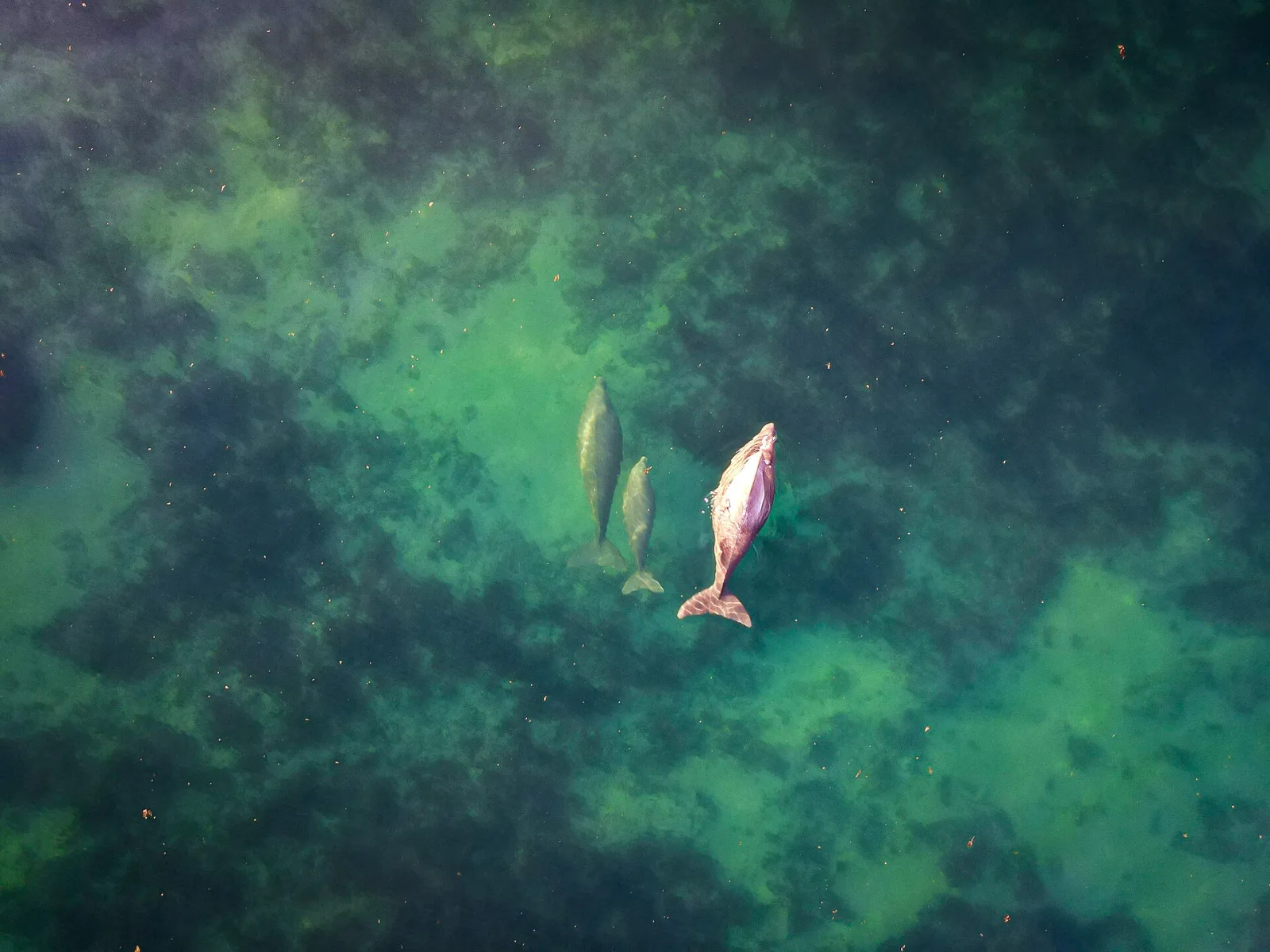 These two mammals called Dugong are rare, yet pretty common at the right period in Western Australia. This picture was taken above the famous Ningaloo reef near Exmouth and the Cape Range National park. The mother stayed with the calf the whole time, breathing from time to time, showing me their dolphins lookalike body.