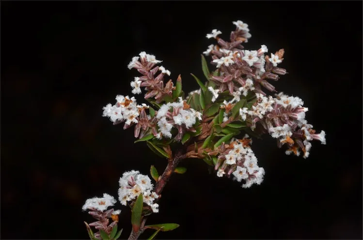 Leucopogon collinus near the Port Arthur Historic site, Tasmania